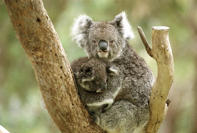 KoalaSanctuarysydneyaquariumdaytour.jpg